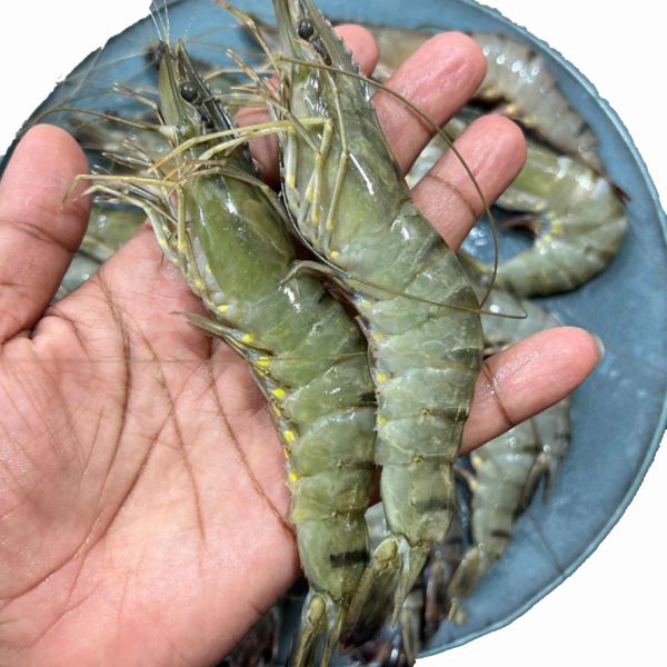 বাগদা চিংড়ি | BAGDA CHINGRI  | Black Tiger